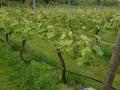 9865-2022-Garden-Party