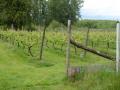 9868-2022-Garden-Party
